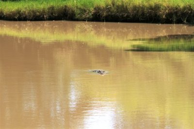 Crocs at Cahill Crossing (7).JPG