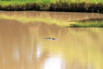 Crocs at Cahill Crossing (8).JPG