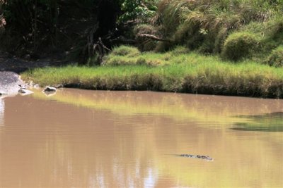 Crocs at Cahill Crossing (9).JPG