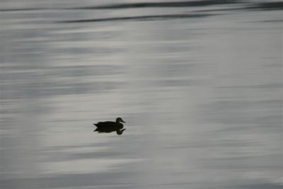 Lone Duck 20.01.11