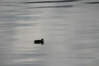 Lone Duck 20.01.11