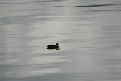 Lone Duck 20.01.11.