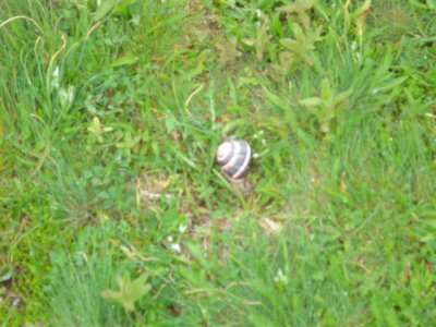 Roman Basilica Local snail about the size of a pack of cards