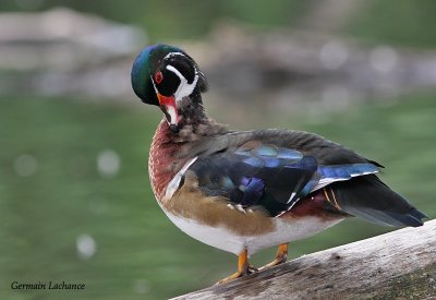 Canard branchu (mle)