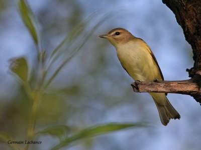 oiseaux-1