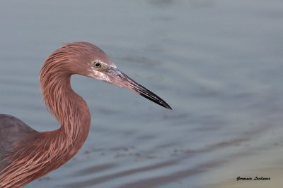 Aigrette rousstre