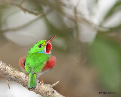 oiseaux de Cuba