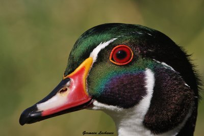 Canard branchu (mle)