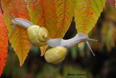 Escargots