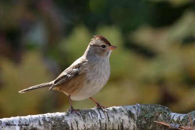Bruant  couronne blanche