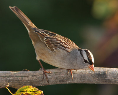 Bruant  couronne blanche