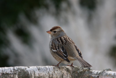 Bruant  couronne blanche