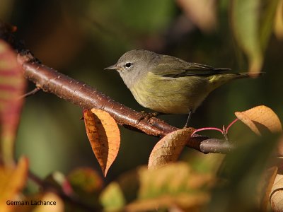 Paruline verdtre