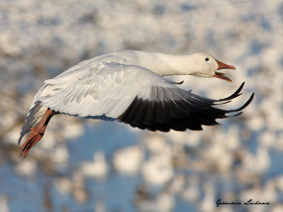 Oie des neiges