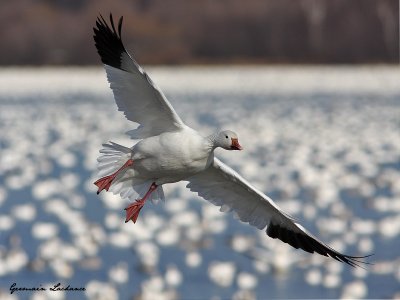 Oie des neiges