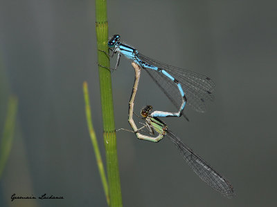 Demoiselles