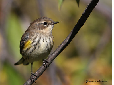 Paruline  croupion jaune