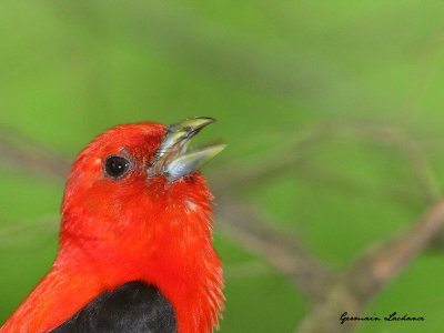Piranga carlate
