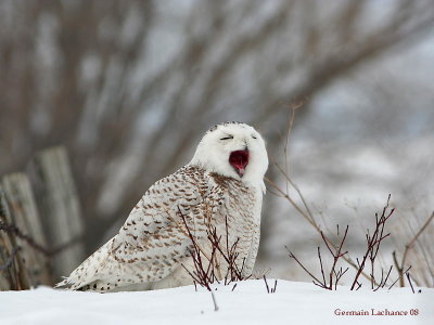 Harfang des neiges