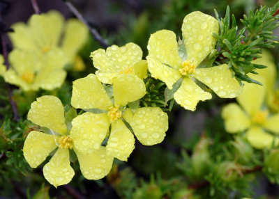 Wildflower