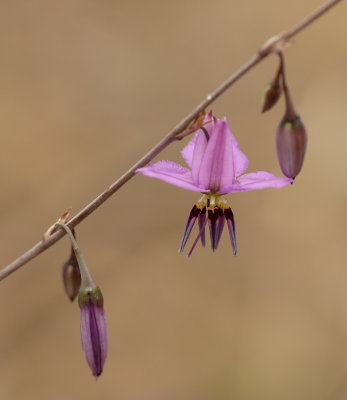 Wildflower