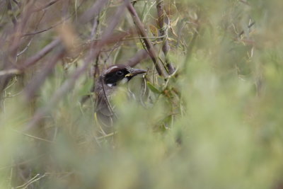 Honeyeater hiding