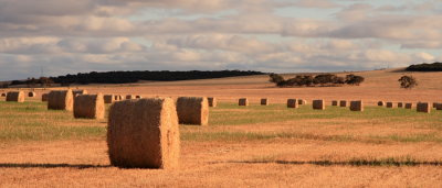 Pasture near Keith