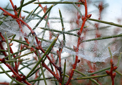 Web