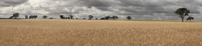 Wheatfield