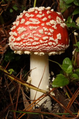 Toadstool 3