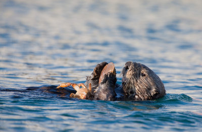 Sea-Otter-and-Crab.jpg