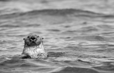 Sea-Otter-in-Monochrome.jpg