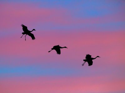 Sandhill-cranes-at-sunset.jpg