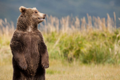 Brown-bear-cub-in-Katmai-NP.jpg
