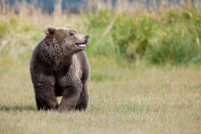 Brown-bear-cub.jpg