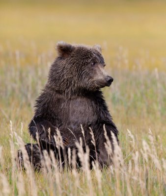 Brown-bear-cub-2.jpg