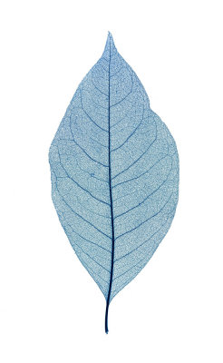 Gossamer-Leaf.jpg