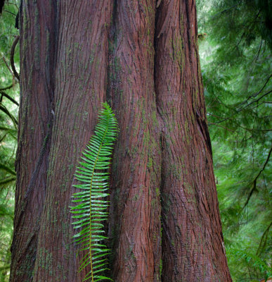 Fern-on-Cedar