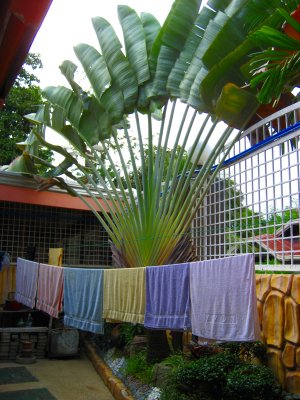 Giant bird of paradise and towels