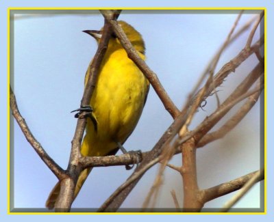 Female Orchard Oriole