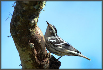 Black and White Warbler