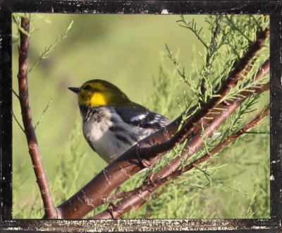 Black Throated Green Warbler