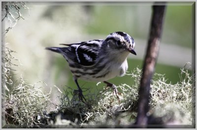 Black and White Warbler