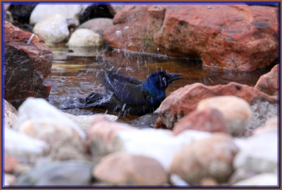 Great Tail Grackle Bathing