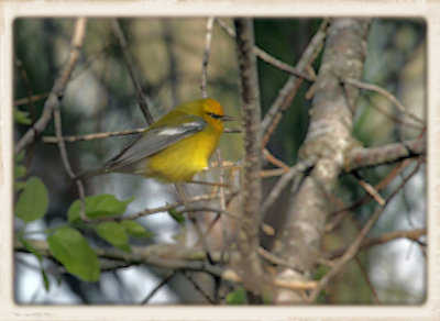 Blue Wing Warbler