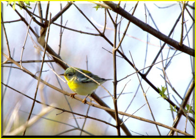 Northern Parula