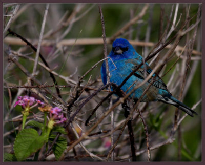 Indigo Bunting