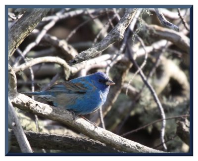 Indigo Bunting