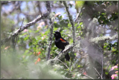 Redwing Blackbird