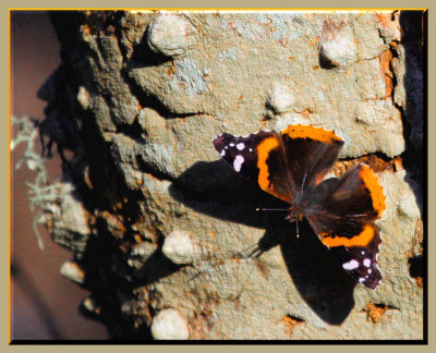 Black and Orange